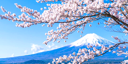 Du lịch Nhật Bản mùa hoa Anh Đào 2019 - Tokyo - Ibaraki - Hakone - Fuji từ Sài Gòn