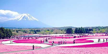Du lịch Nhật Bản - Tokyo - Ibaraki - Hakone - Núi Phú Sĩ - Odaiba từ Sài Gòn
