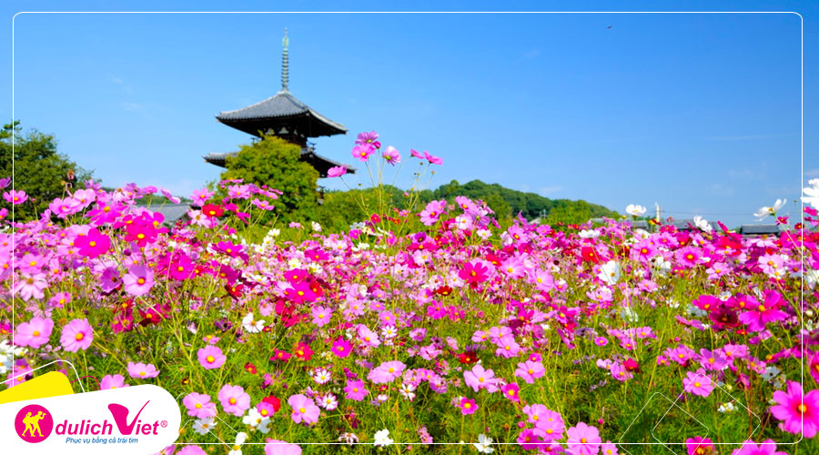 Du lịch Nhật Bản - Tour ngắm cánh đồng hoa Cosmos dưới chân núi Phú Sĩ từ Sài Gòn