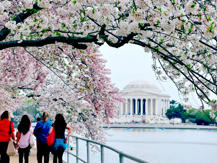 Du lịch Mỹ lễ hội hoa anh đào Washington D.C năm 2017 từ Hà Nội