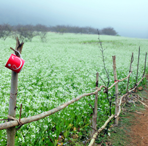 Du lịch Miền Bắc - Sài Gòn - Mộc Châu - Sơn La - Ninh Bình (T3/2025)
