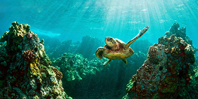 Du lịch Côn Đảo - Sài Gòn - Côn Đảo - Bãi Đầm Trầu (T1/2015)