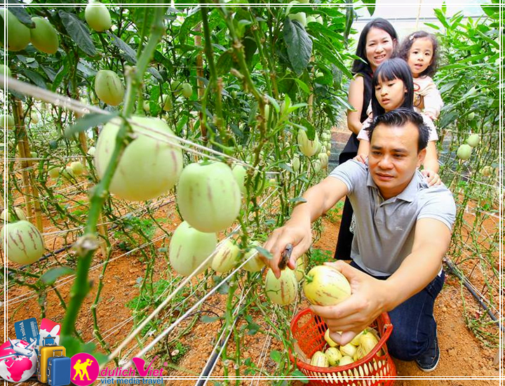 Du lịch Đà Lạt - Tham quan nông trại Hè 2017 khởi hành từ Sài Gòn