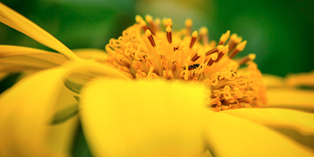 Du lịch Đà Lạt 3 ngày mùa hoa Dã Quỳ 2025 giá tốt (T10/2025)