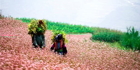 Du lịch Miền Bắc - Đông Bắc - Hà Giang 6 ngày mùa hoa Tam Giác Mạch (T10/2025)