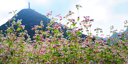 Du lịch Miền Bắc - Đông Bắc - Hà Giang 5 ngày khám phá mùa hoa tam giác mạch 2025