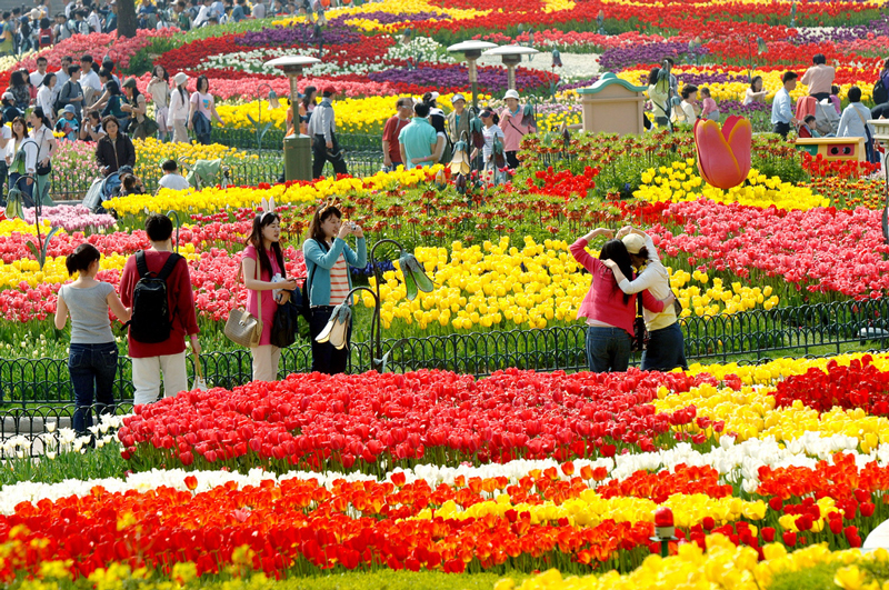Thưởng ngoạn sắc hoa Anh đào, hoa Tulip ngay tại Hàn Quốc