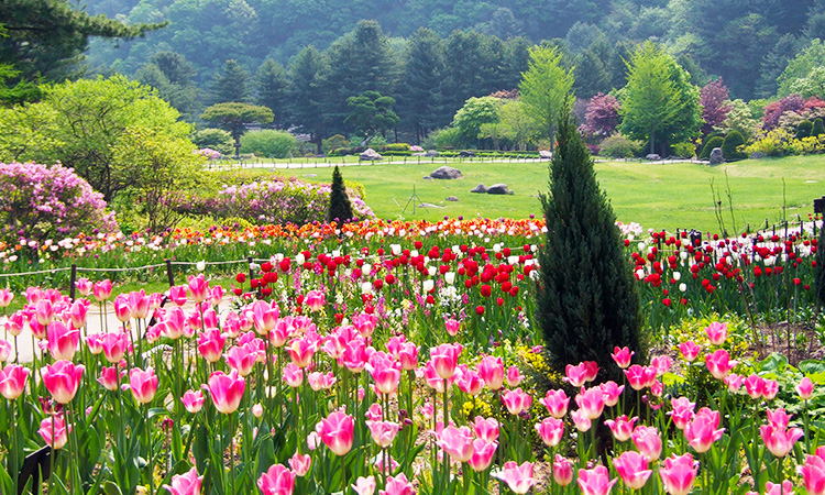 Lễ Hội Mùa Xuân Hàn Quốc - Mỗi bước chân là một trải nghiệm