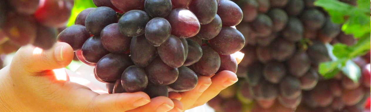 Banner du lịch Ninh Thuận