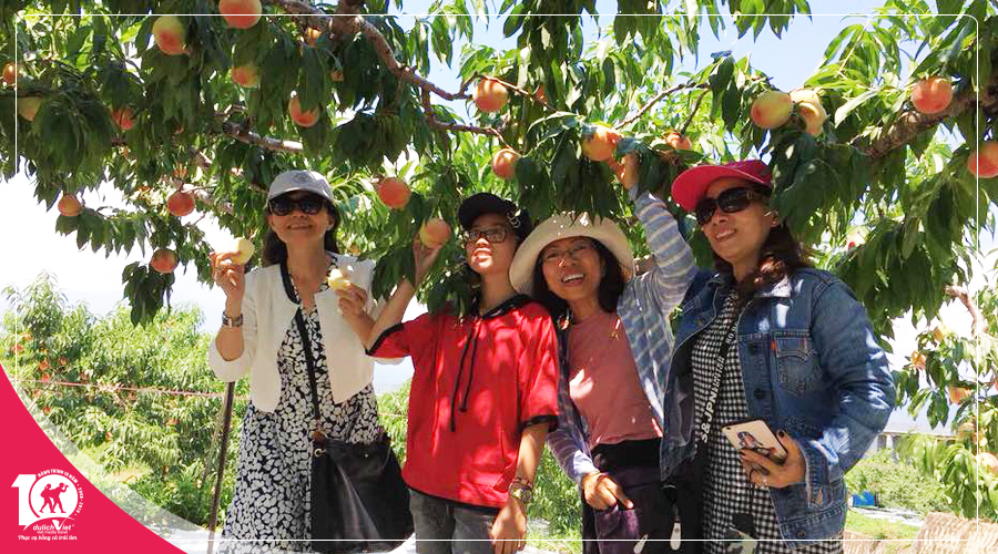 Du lịch Nhật Bản thưởng thức trái cây tại vườn từ Sài Gòn giá tốt