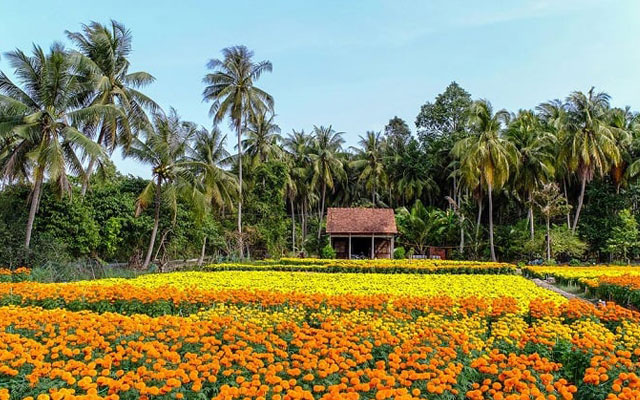 Khám phá làng hoa Bà Bộ -  Địa điểm check in nổi tiếng tại Cần Thơ