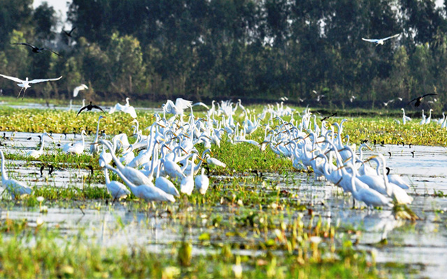 Khám phá vẻ đẹp hoang sơ của khu bảo tồn đất ngập nước Láng Sen