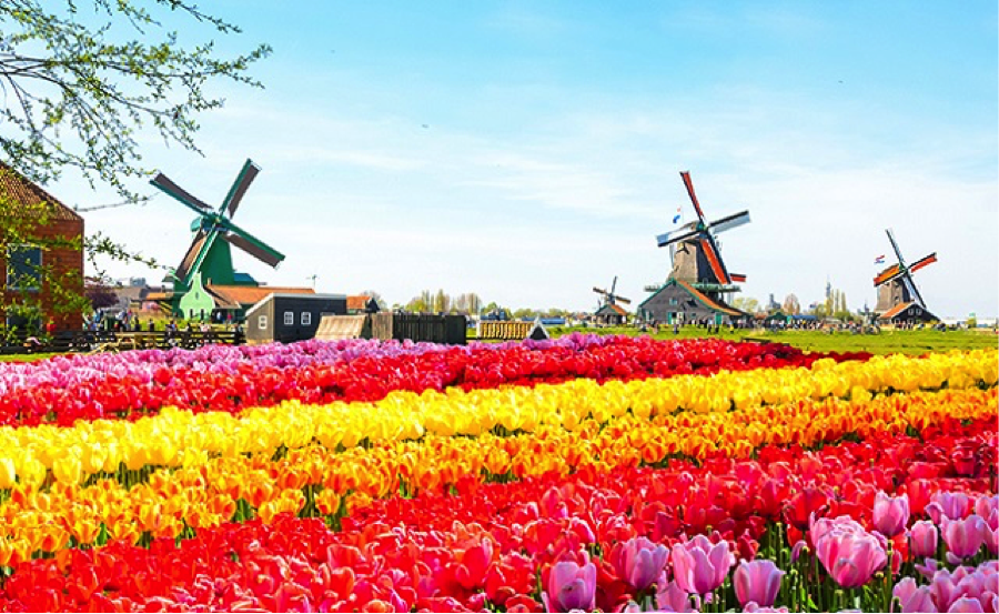 Kinh nghiệm du lịch Hà Lan đầy đủ và chi tiết nhất