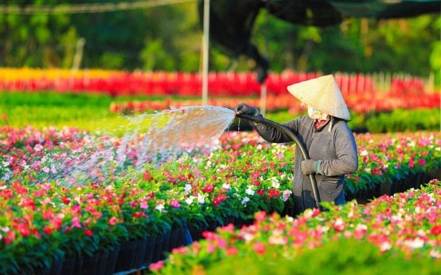 Làng hoa Sa Đéc rực rỡ sắc màu