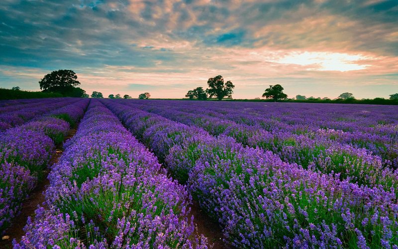 Đồi hoa Lavender ngập tràn sắc tím của loài hoa xinh đẹp. Lavender được trồng nhiều như vậy lý do là để sản xuất ra hương liệu.