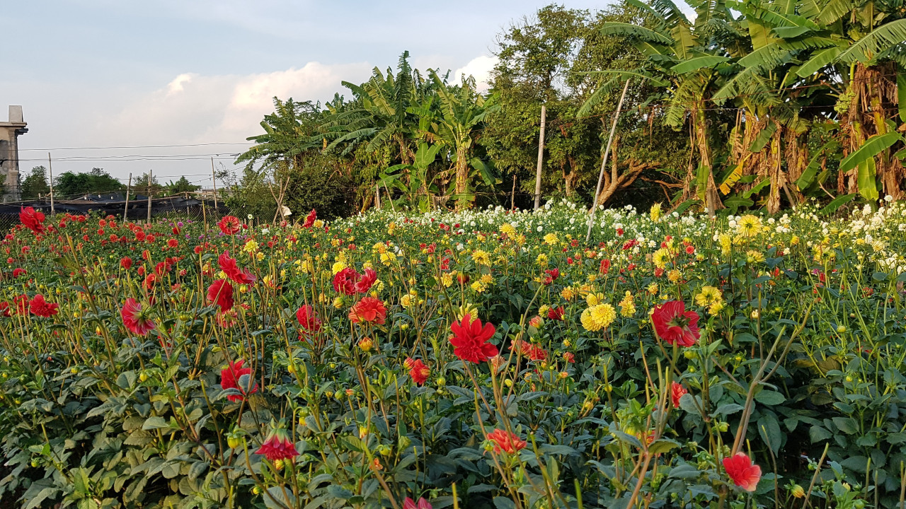 Làng vườn Bách Thuận