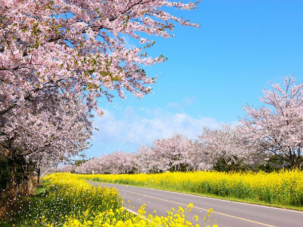 Lễ hội hoa anh đào tuyệt đẹp tại đảo Jeju