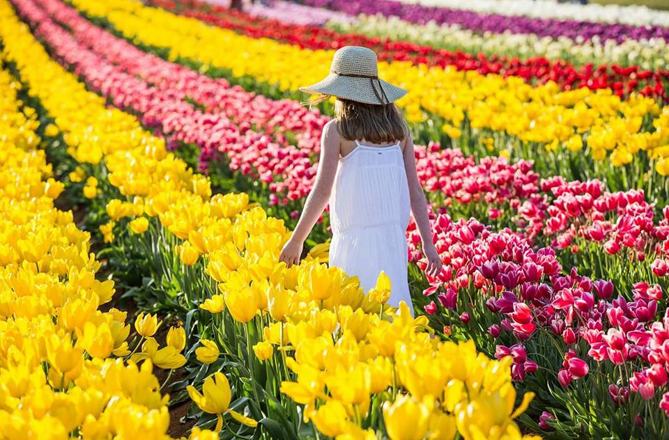 Lễ hội hoa tulip Tesselaar