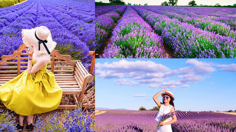 Lễ hội hoa oải hương mùa hè tại Pháp