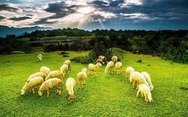 Mê mẫn với Đồng cừu An Hòa