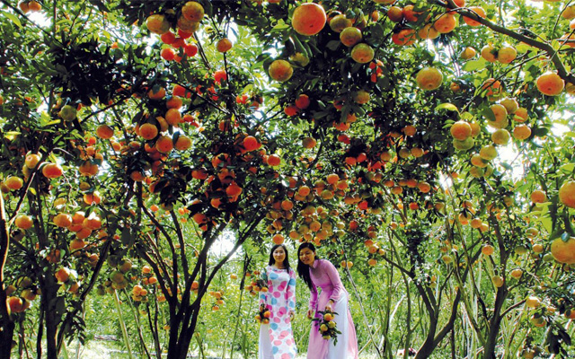 Miệt vườn Cái Bè - Trải nghiệm vườn trái cây lớn nhất Tiền Giang