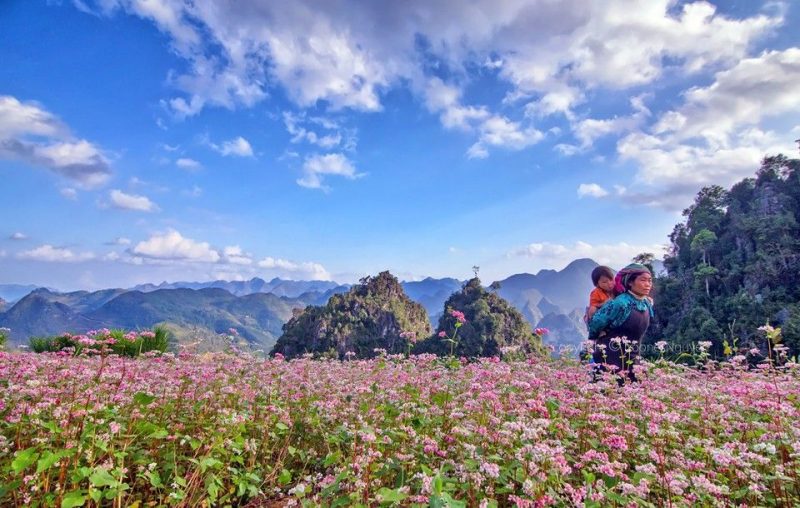 Du lịch nghỉ dưỡng: “Ngỡ ngàng” trước vẻ đẹp mùa hoa tam giác mạch Đông Bắc Mua-hoa-tam-giac-mach-ha-giang