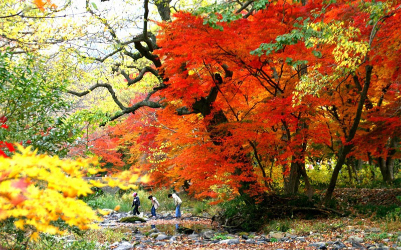 Vẻ đẹp mùa thu Hàn Quốc trên đảo Jeju
