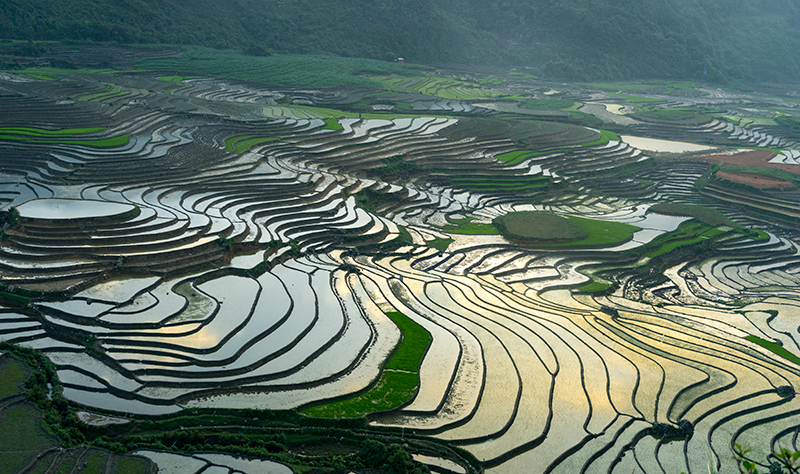 Hình ảnh tuyệt đẹp ruộng bậc thang Yên Bái mùa cấy lúa Mua-nuoc-do-yen-bai