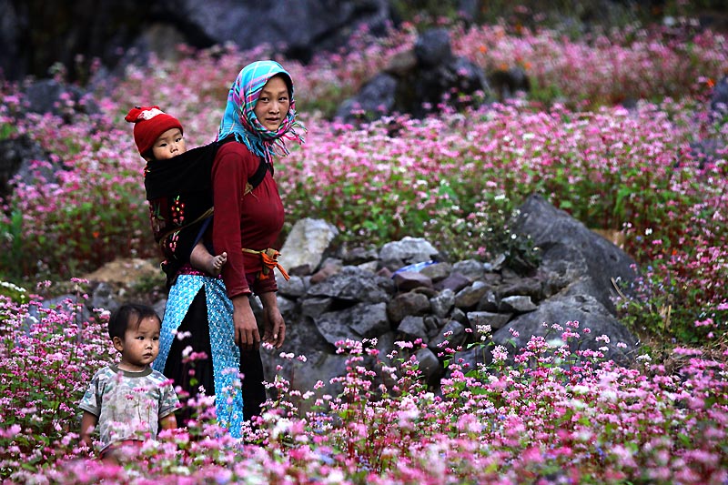 Những địa điểm ngắm mùa hoa tam giác mạch được đặc biết yêu thích ở Đông Bắc