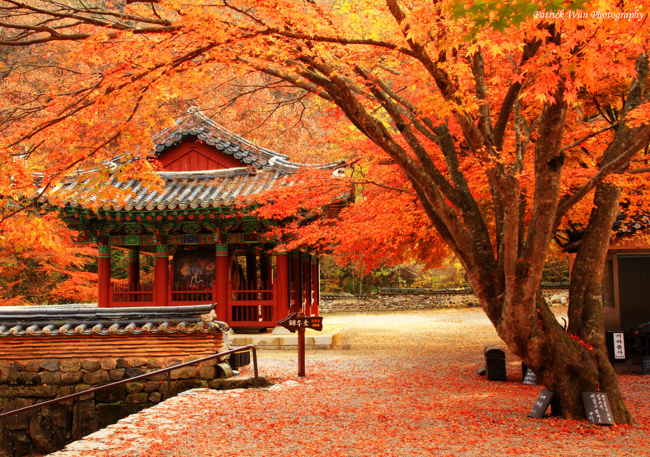 Vẻ đẹp của mùa thu Hàn Quốc