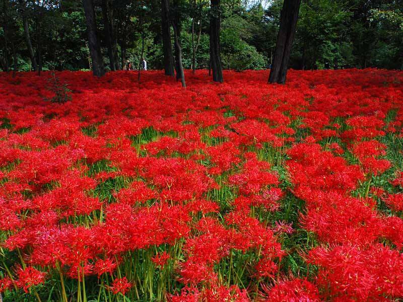 Ngắm mùa hoa bỉ ngạn Nhật Bản tháng 9 đến tháng 10