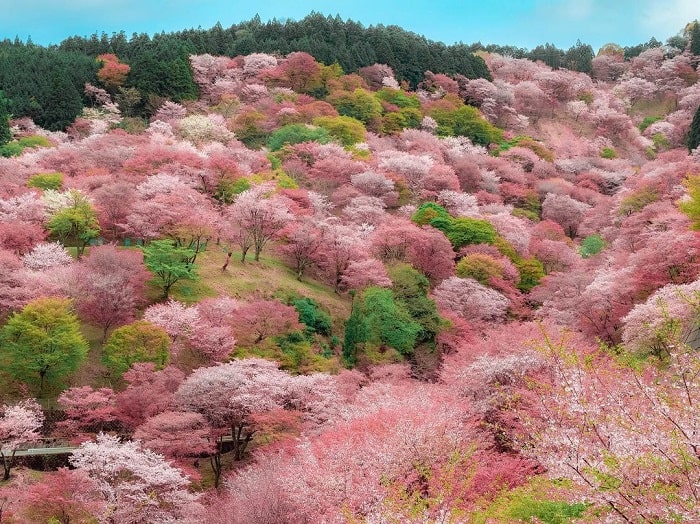 Núi Yoshino Nara ngập tràn hoa anh đào