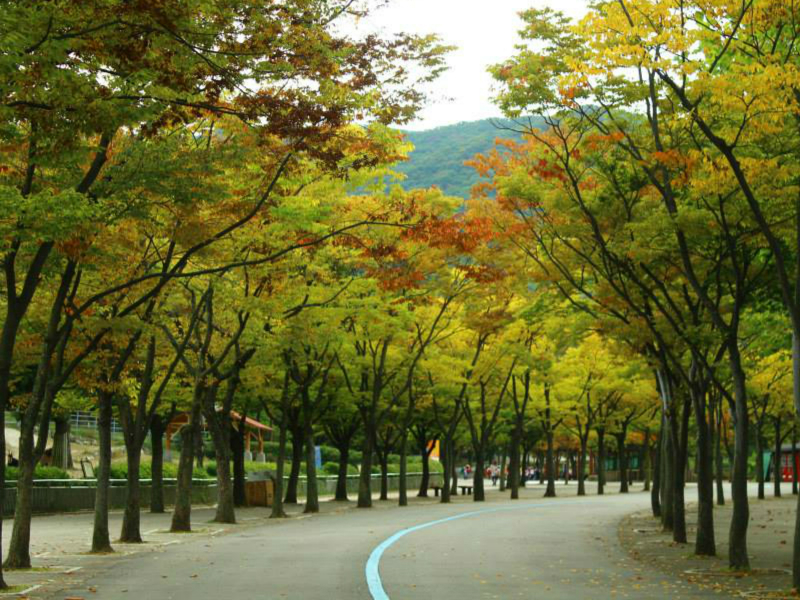 Seoul Grand Park - Du lịch mùa thu Hàn Quốc