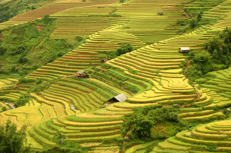 Thu ve tren Yen Bai va nhung thua ruong bac thang nga vang ruc ro