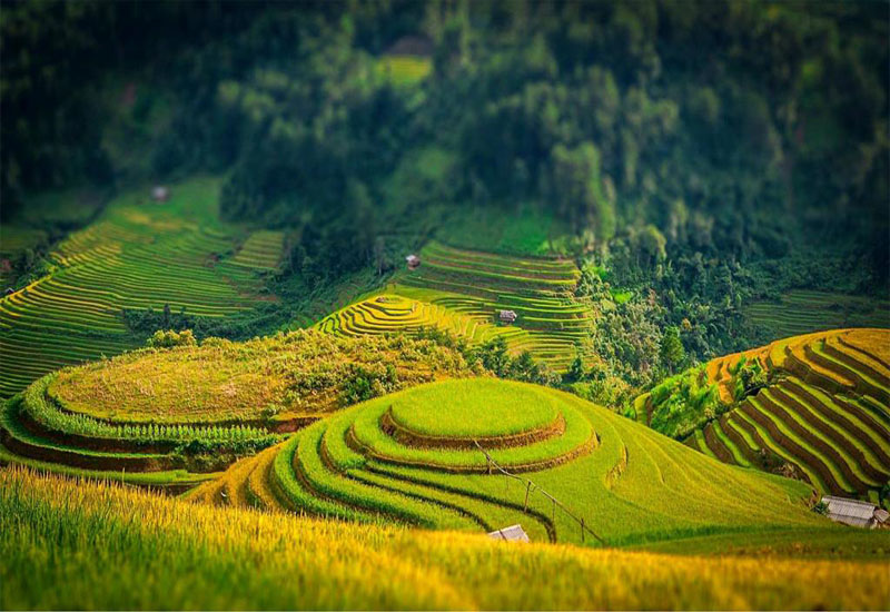 Hãy sẵn sàng cho một cuộc hành trình đến ruộng bậc thang Yên Bái, nơi sự hài hòa giữa thiên nhiên và con người tồn tại. Những bức ảnh đẹp tuyệt vời về những cánh đồng lúa và những ngôi nhà gỗ truyền thống chắc chắn sẽ khiến bạn say mê.