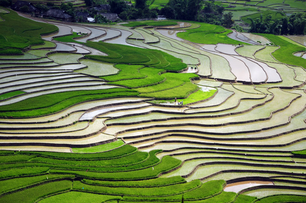 Hình ảnh tuyệt đẹp ruộng bậc thang Yên Bái mùa cấy lúa Ruong-bac-thang-tu-le