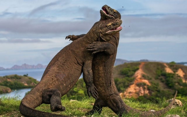 Du lịch đảo Komodo Indonesia, lưu ngay kinh nghiệm chi tiết từ A - Z