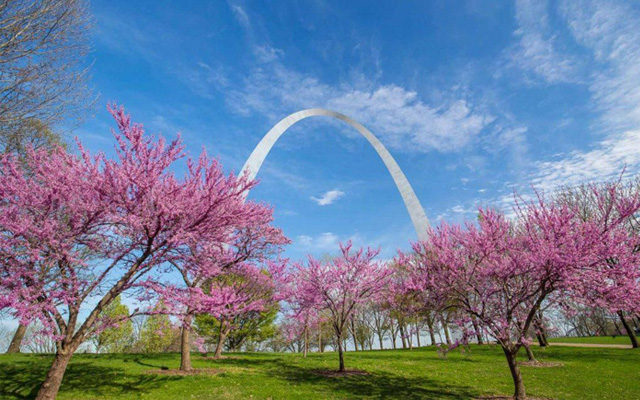 St.Louis - Nơi ngắm Hoa Anh Đào tuyệt đẹp khi đến Bang Missouri, Mỹ