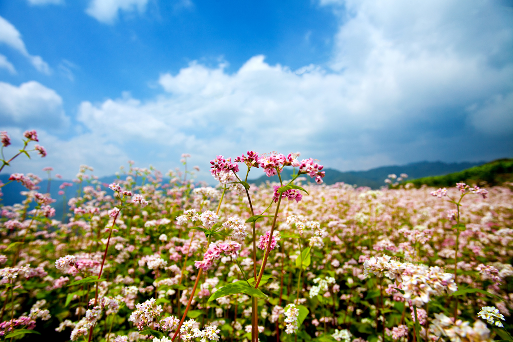 Du lịch nghỉ dưỡng: “Ngỡ ngàng” trước vẻ đẹp mùa hoa tam giác mạch Đông Bắc Tam-giac-mach-dong-bac