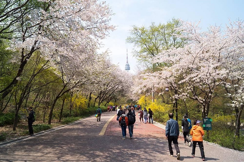 Thưởng thức ngắm hoa Anh Đào trên tháp Namsan Hàn Quốc