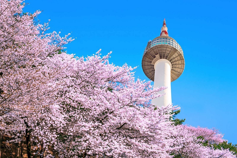 Thưởng thức ngắm hoa Anh Đào trên tháp Namsan Hàn Quốc