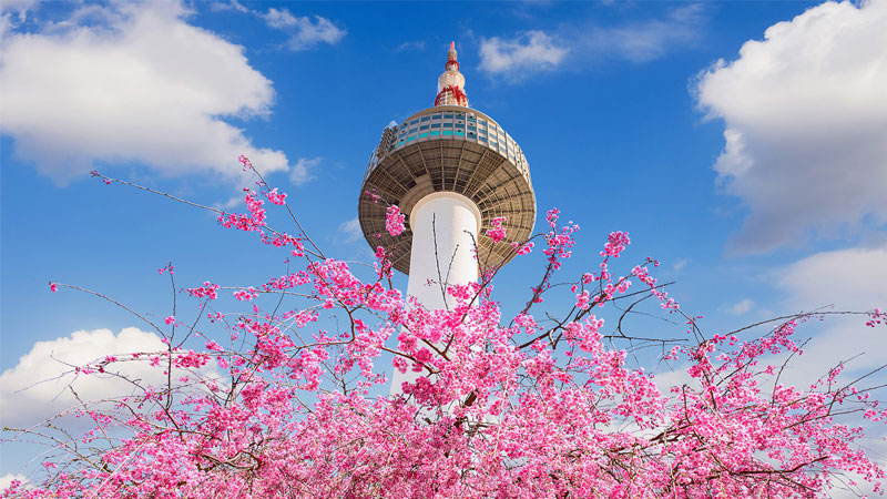 Tháp Namsan điểm ngắm hoa anh đào tuyệt đẹp