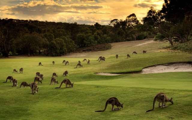Khám phá thế giới thiên nhiên hoang dã tại đảo Kangaroo – Úc