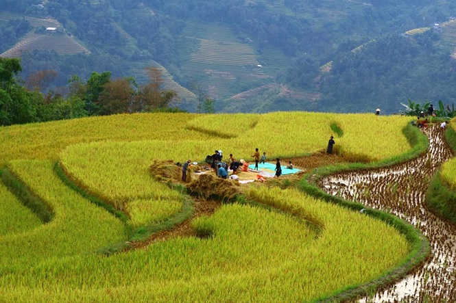 Cảnh người dân thu hoạch lúa