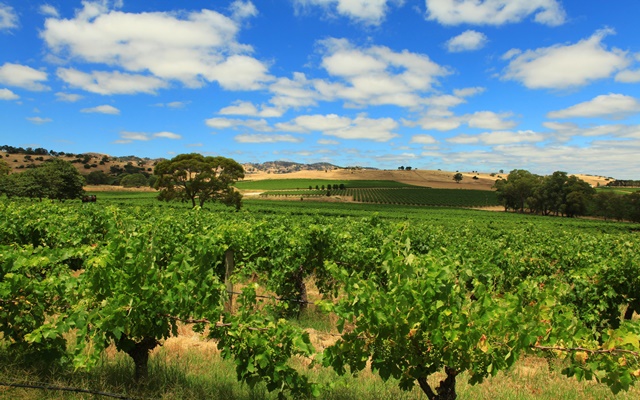 Khám phá thung lũng Barossa - thiên đường rượu vang nước Úc