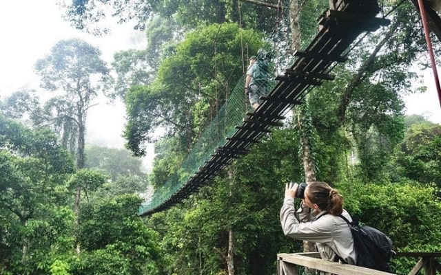 Lạc vào thung lũng Danum Malaysia, khám phá thiên nhiên hoang dã