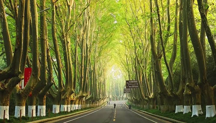 dai-lo-nam-kinh-du-lich-viet
