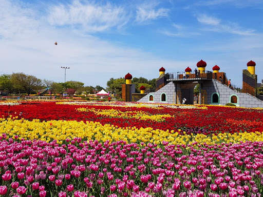 Lễ hội hoa tulip