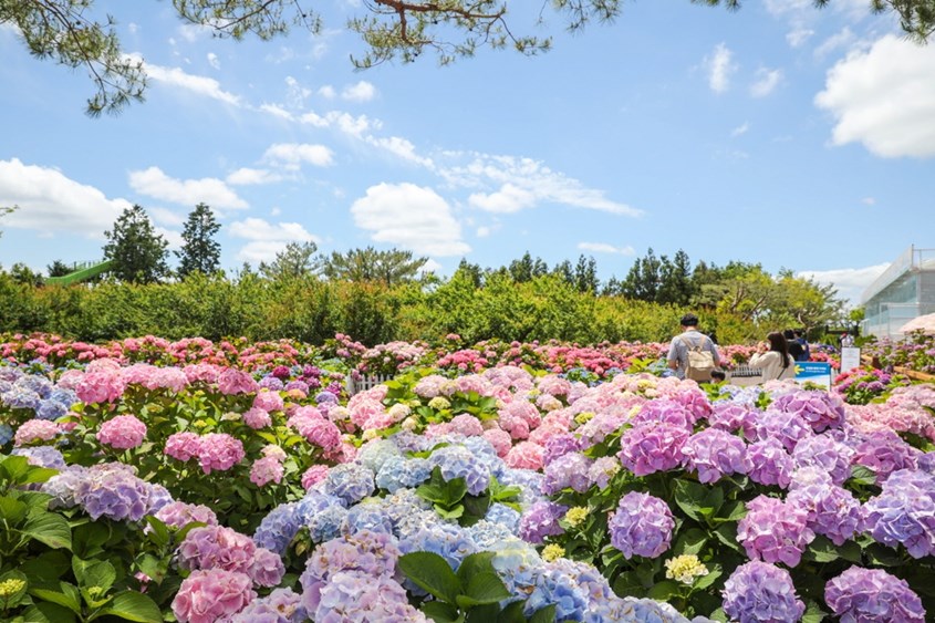 Cẩm tú cầu tại Jeju