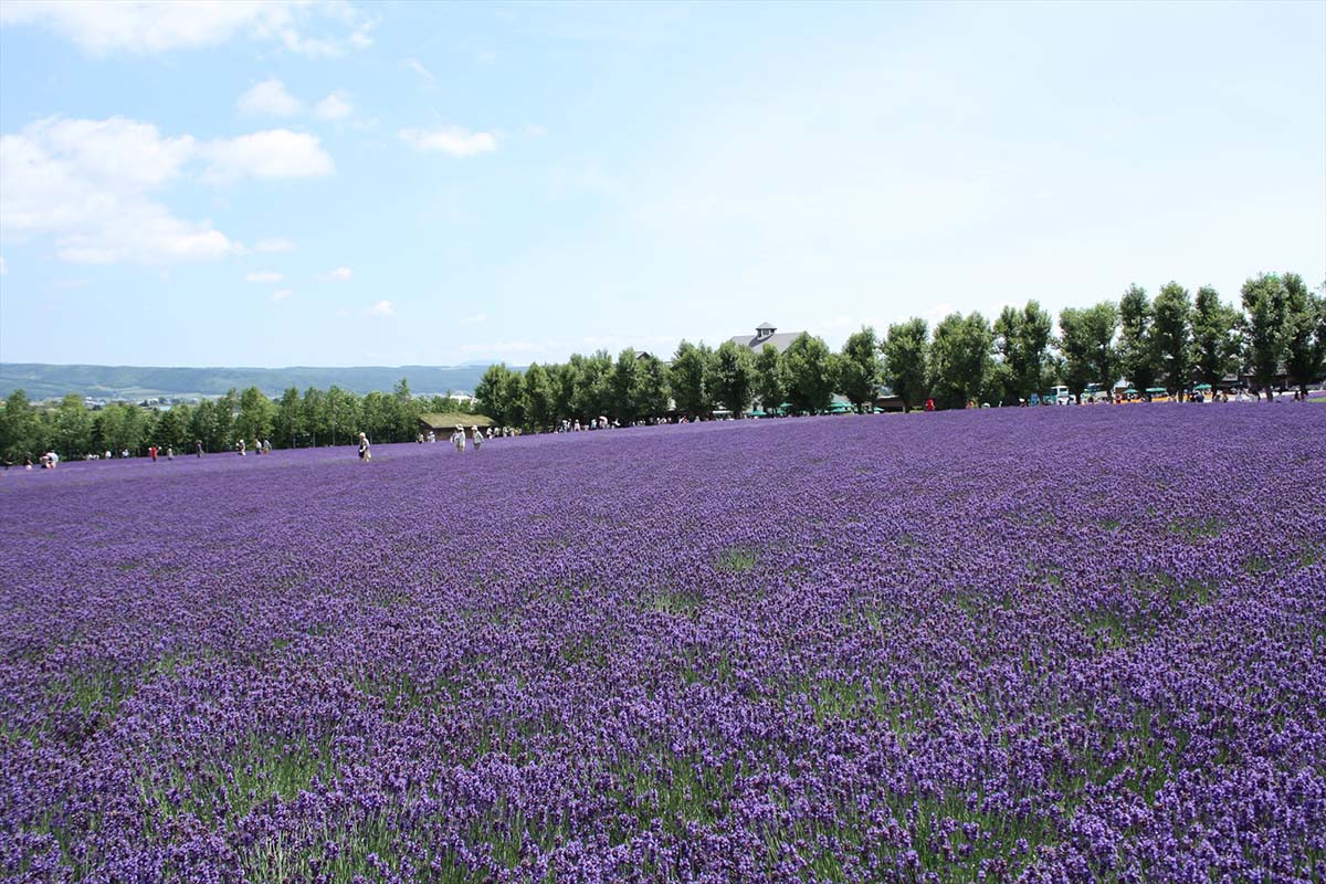 Furano Nhật Bản